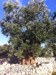 Paesaggio di pietra di Torre Vado 